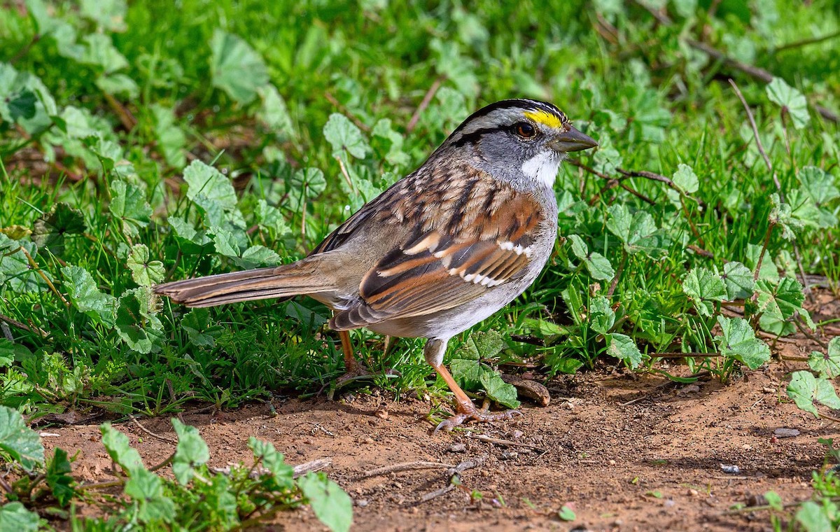 White-throated Sparrow - ML614455282