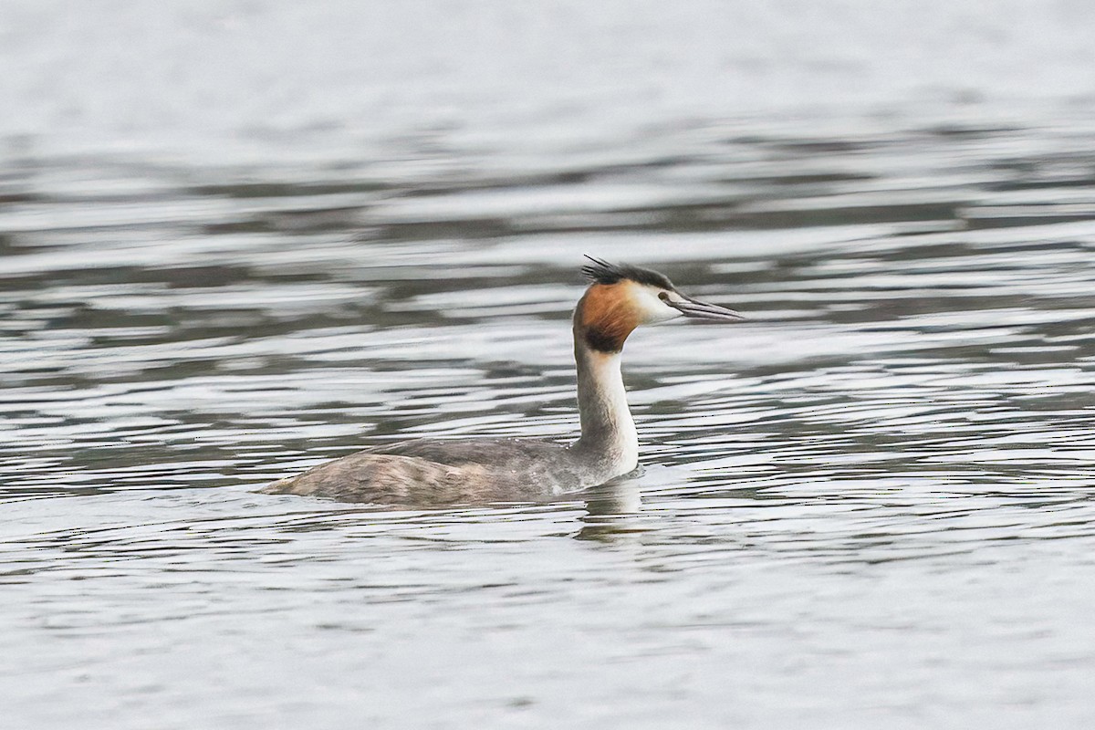 Great Crested Grebe - ML614455405