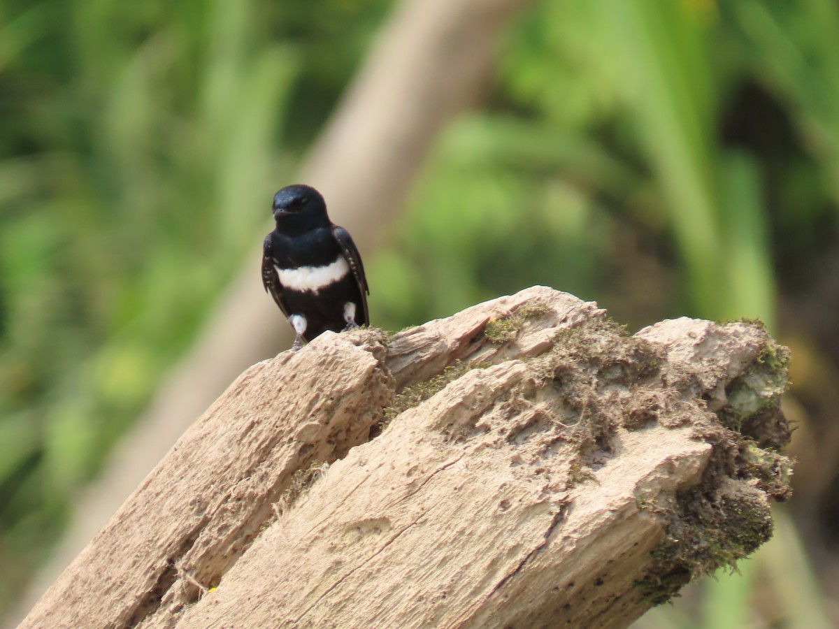 White-banded Swallow - ML614455670