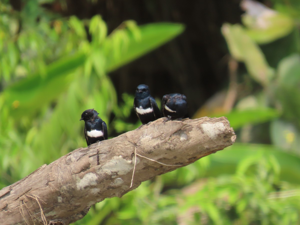White-banded Swallow - ML614455680