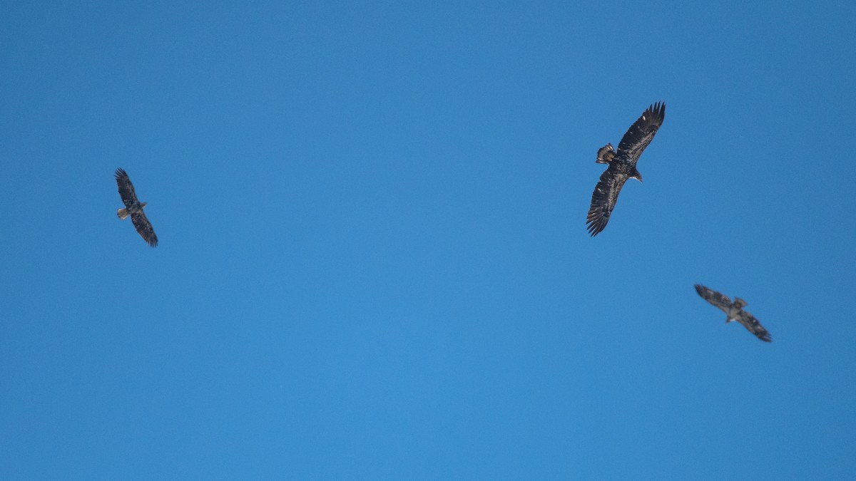 eBird Checklist - 5 Feb 2024 - Fire Island--Wilderness East - 21 species