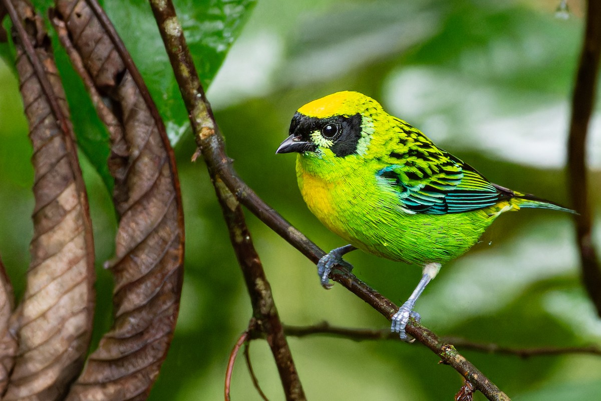 Green-and-gold Tanager - Steve Juhasz