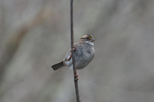 White-throated Sparrow - ML614456120