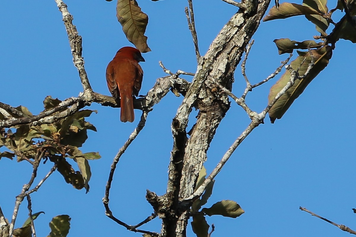 Hepatic Tanager - ML614456233