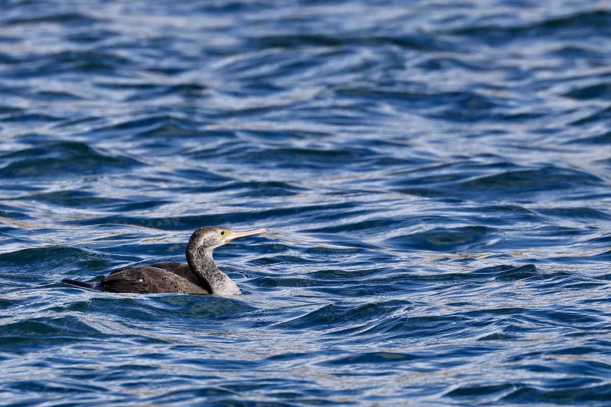 Spotted Shag - ML614456245