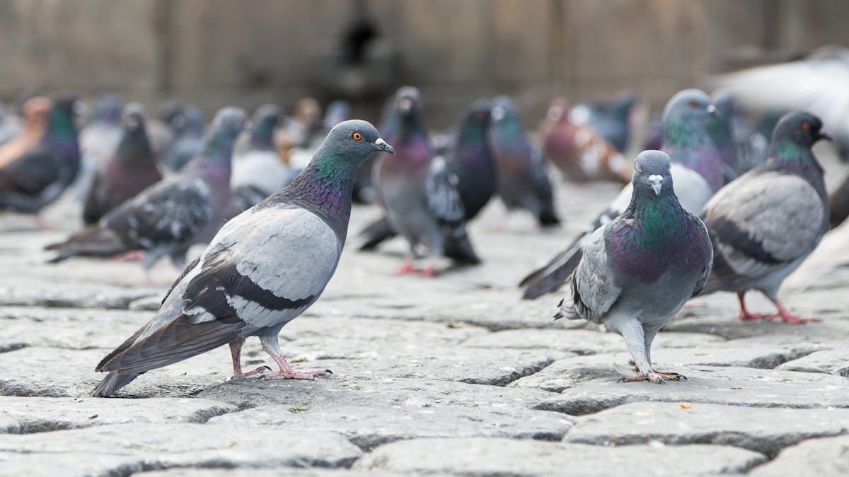 Rock Pigeon (Feral Pigeon) - ML614456512