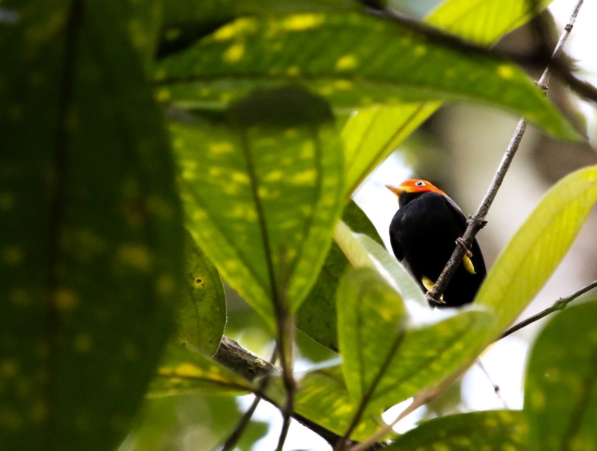 Red-capped Manakin - ML614456685