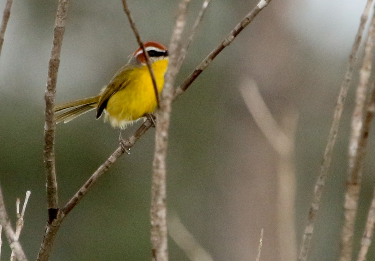 Rufous-capped Warbler - ML614456690