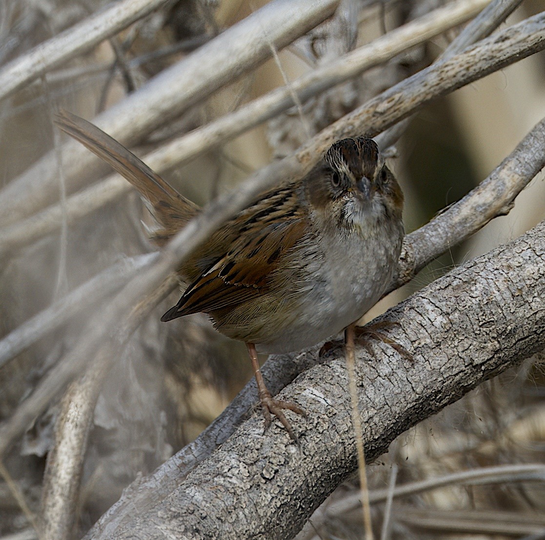 Swamp Sparrow - ML614457068