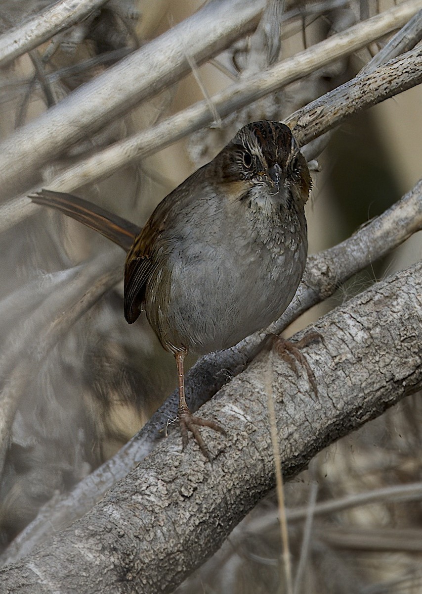 Swamp Sparrow - Carol Hippenmeyer