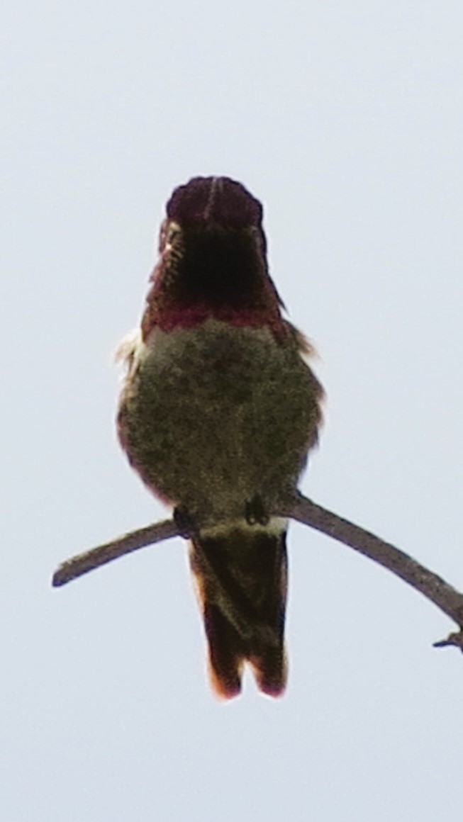 Anna's Hummingbird - ML614457126