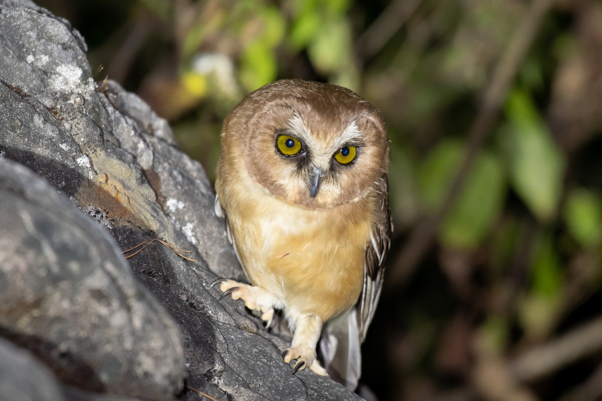 Unspotted Saw-whet Owl - Daniel Mérida