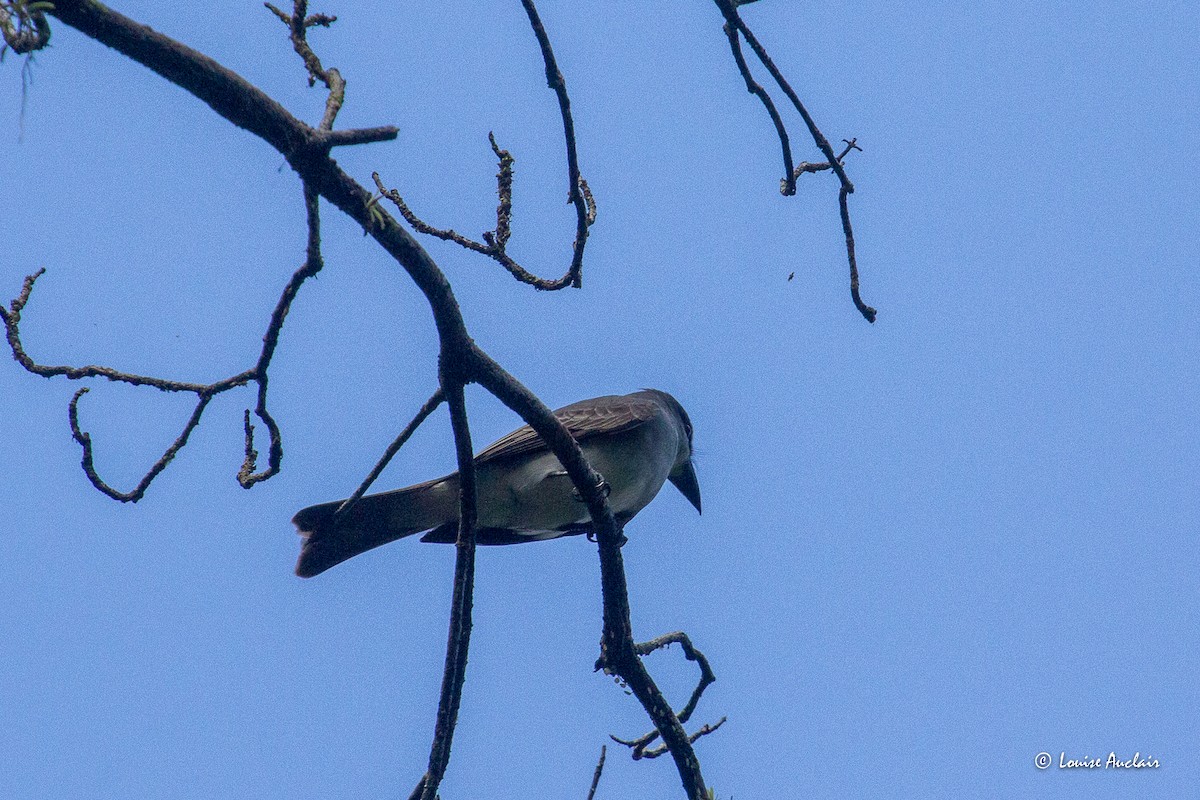 eBird Caribbean Checklist - 27 Jan 2024 - Corossol - 11 species