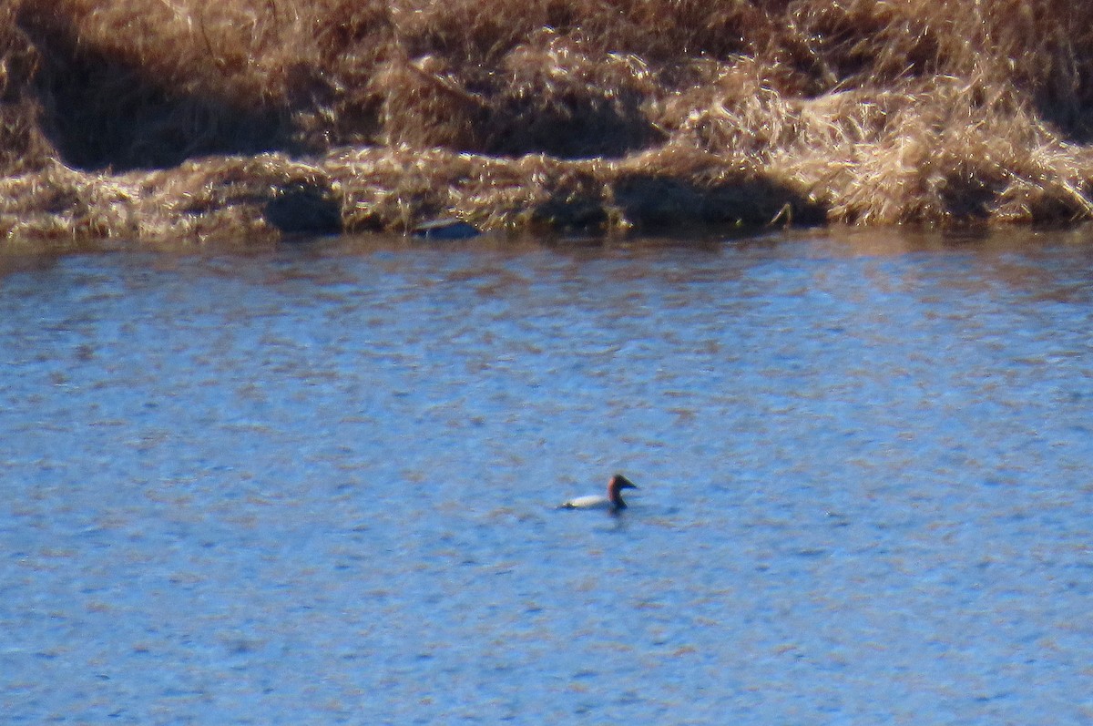 New Jersey eBird Checklist - 5 Feb 2024 - Cooley Hill Rd farm pond - 7