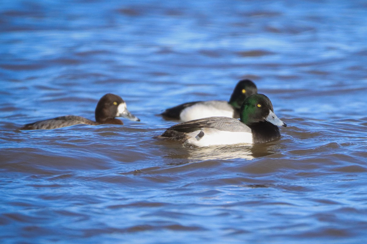 Greater Scaup - Cullen Brown