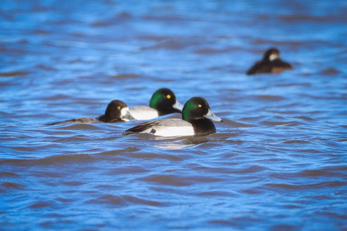 Greater Scaup - ML614457786