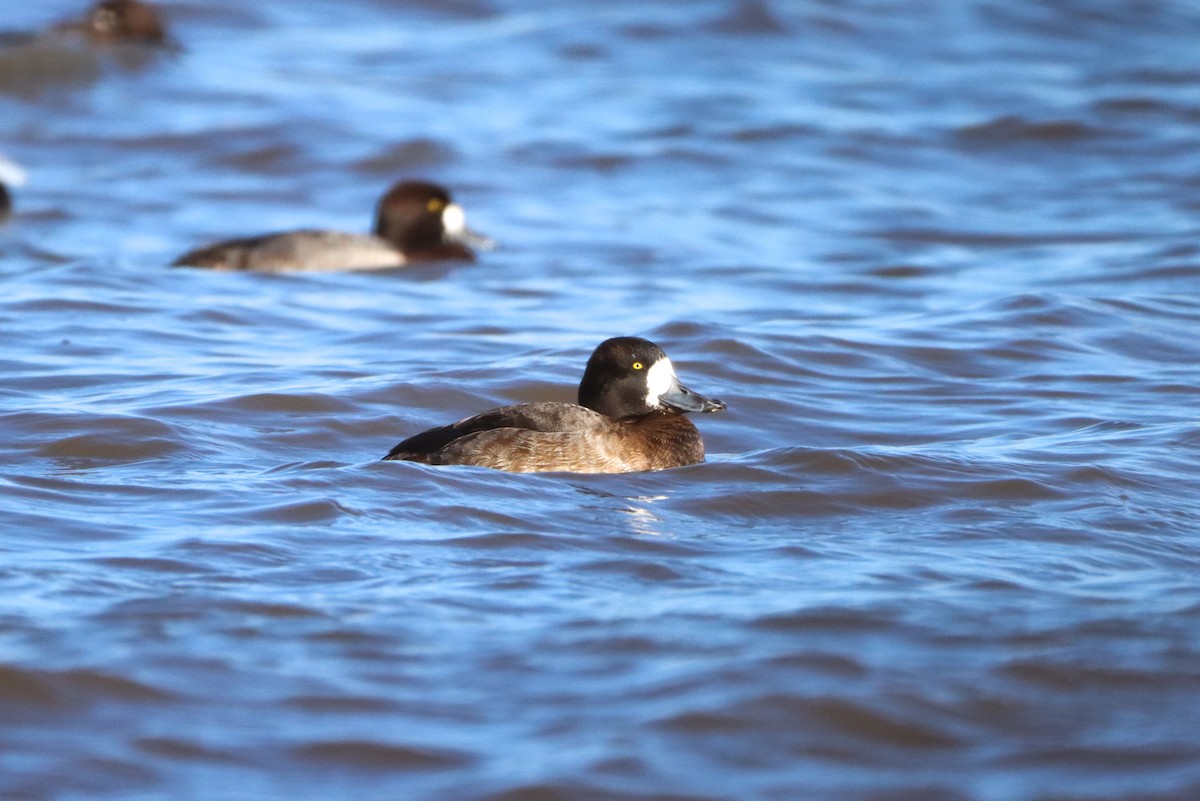 Greater Scaup - ML614457787