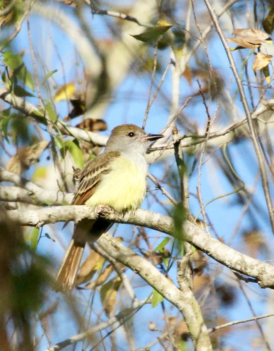 Brown-crested Flycatcher - David  Irons
