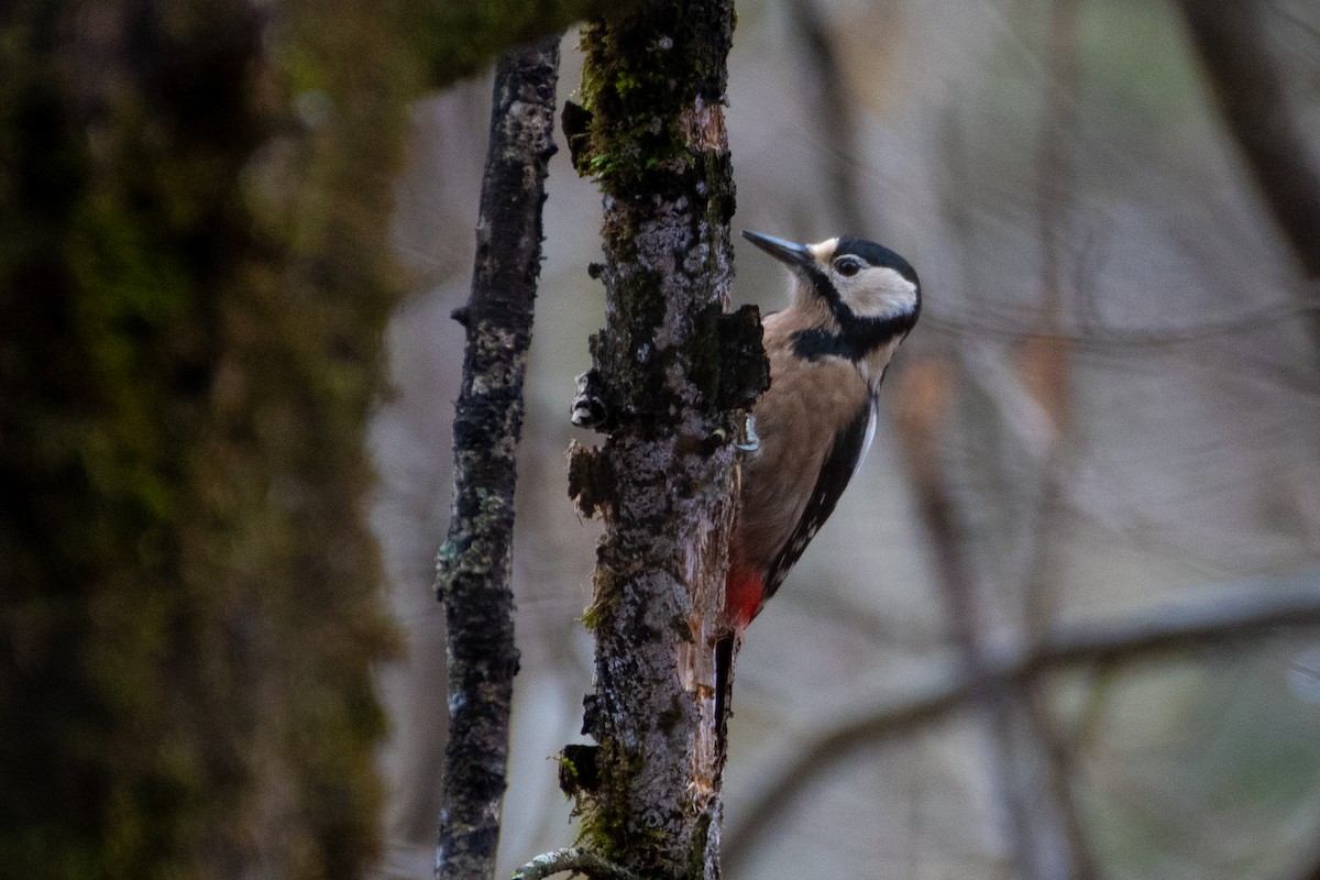 Great Spotted Woodpecker (poelzami) - Grigory Evtukh