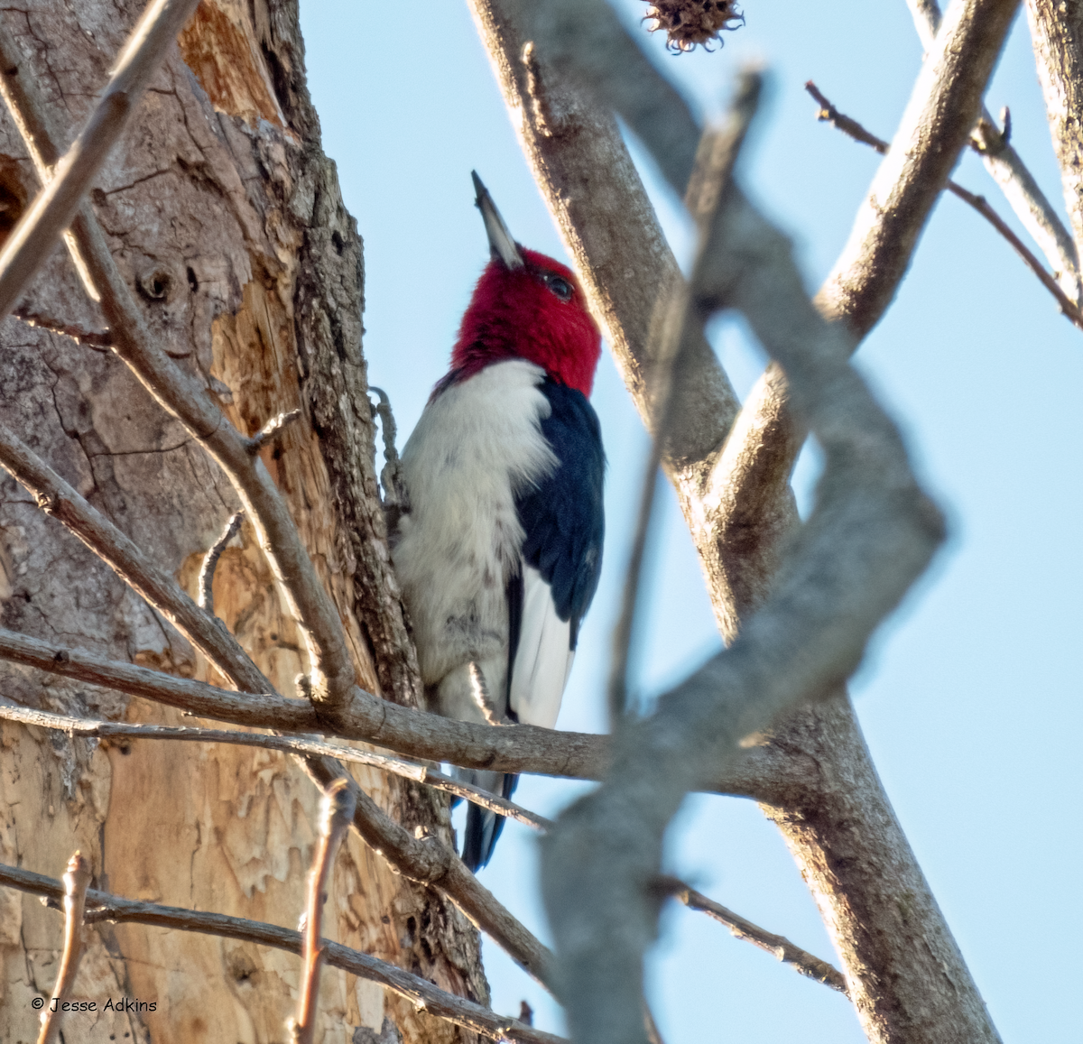 Red-headed Woodpecker - ML614458195