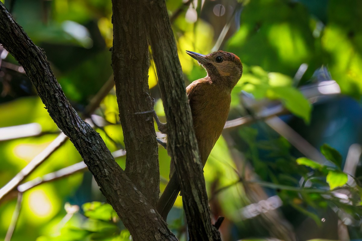 Smoky-brown Woodpecker - Hernan Riverol