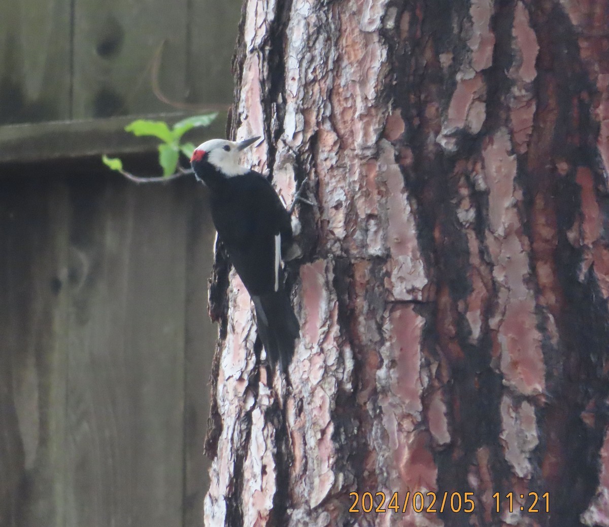 White-headed Woodpecker - ML614458409