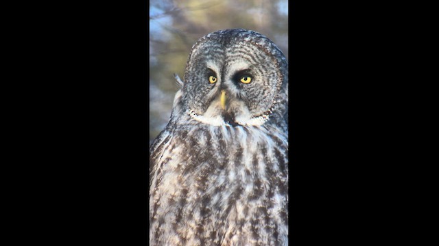 Great Gray Owl - ML614458441