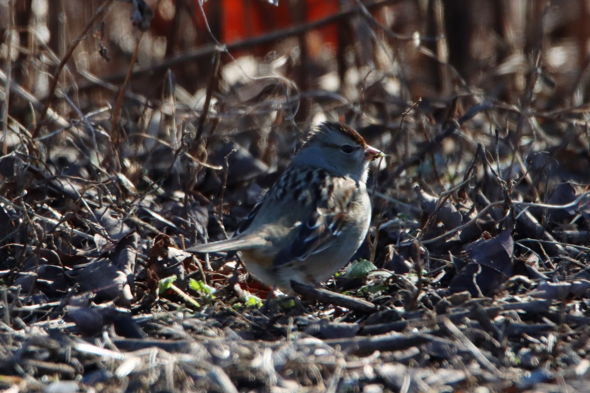 White-crowned Sparrow - ML614458543