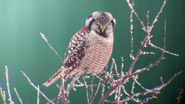 Northern Hawk Owl - ML614458679