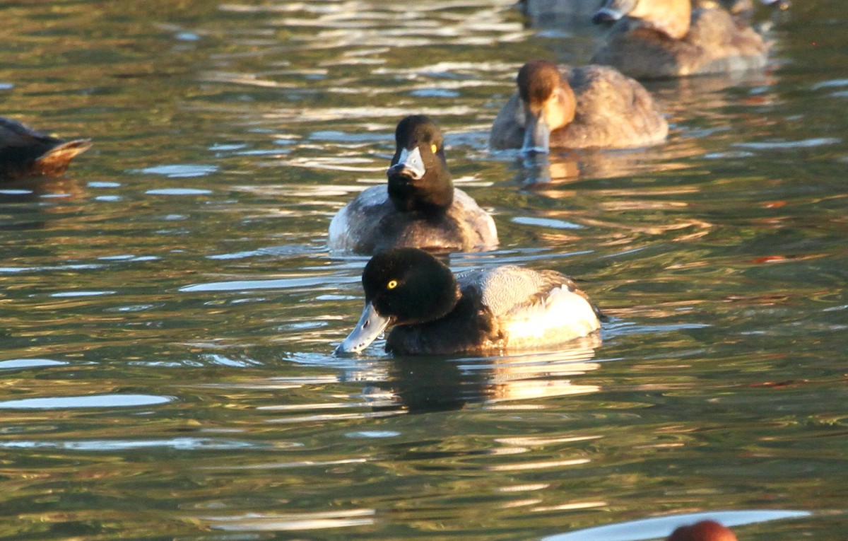 Greater Scaup - ML614458762