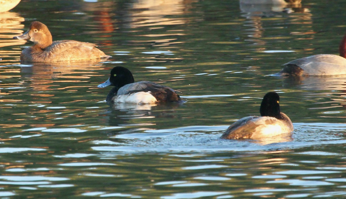 Greater Scaup - ML614458763