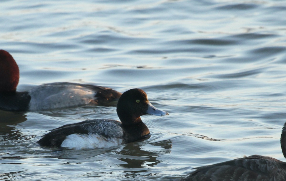 Greater Scaup - ML614458764