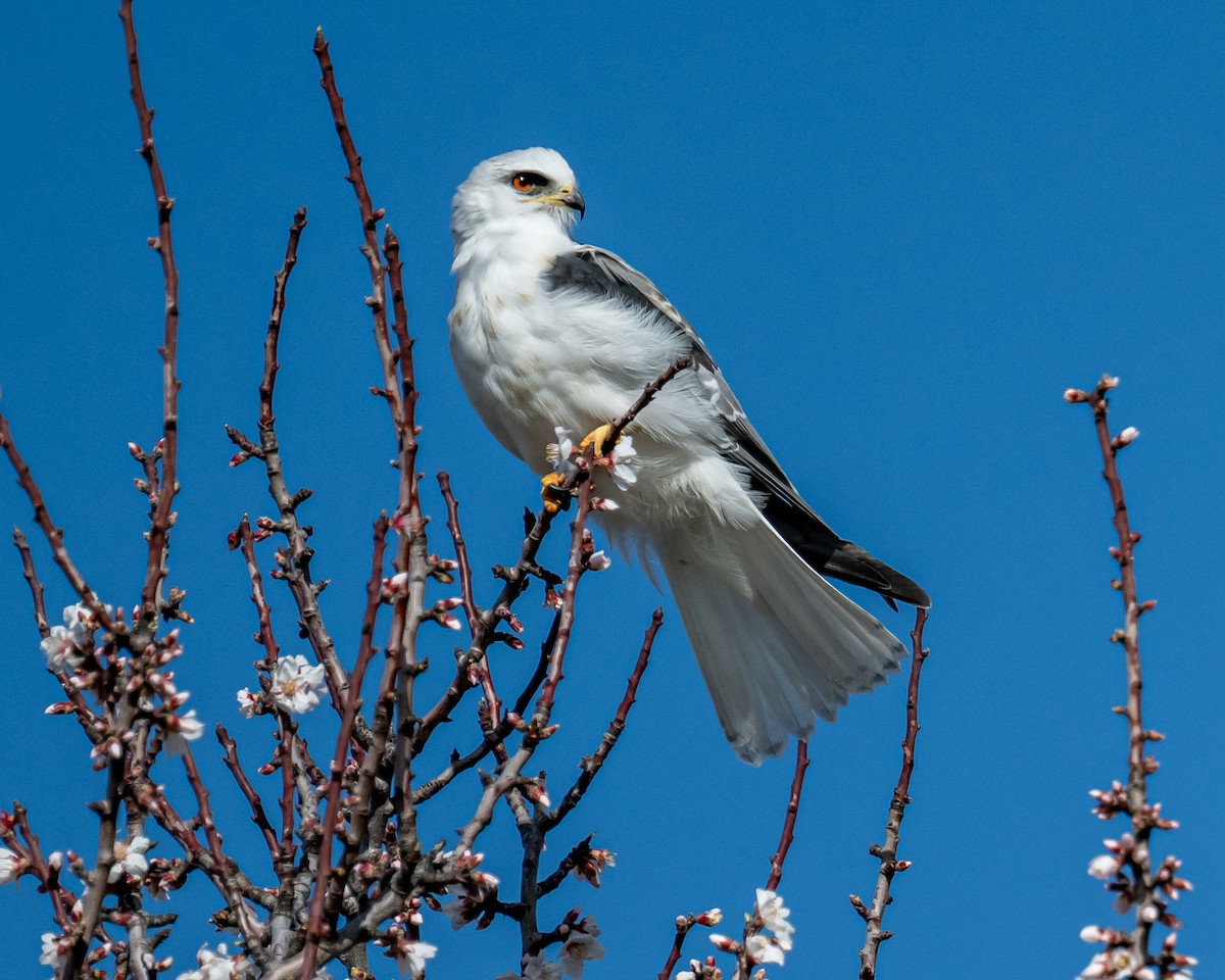 White-tailed Kite - Molly Goheen