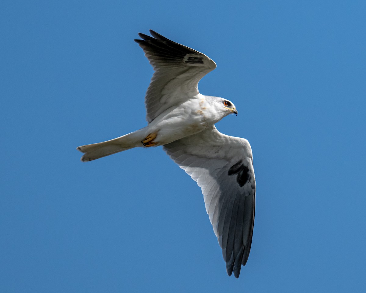 White-tailed Kite - ML614458843