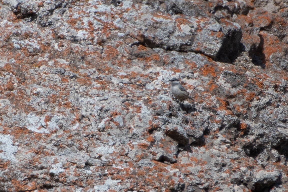 Малый скальный поползень - ML614458887