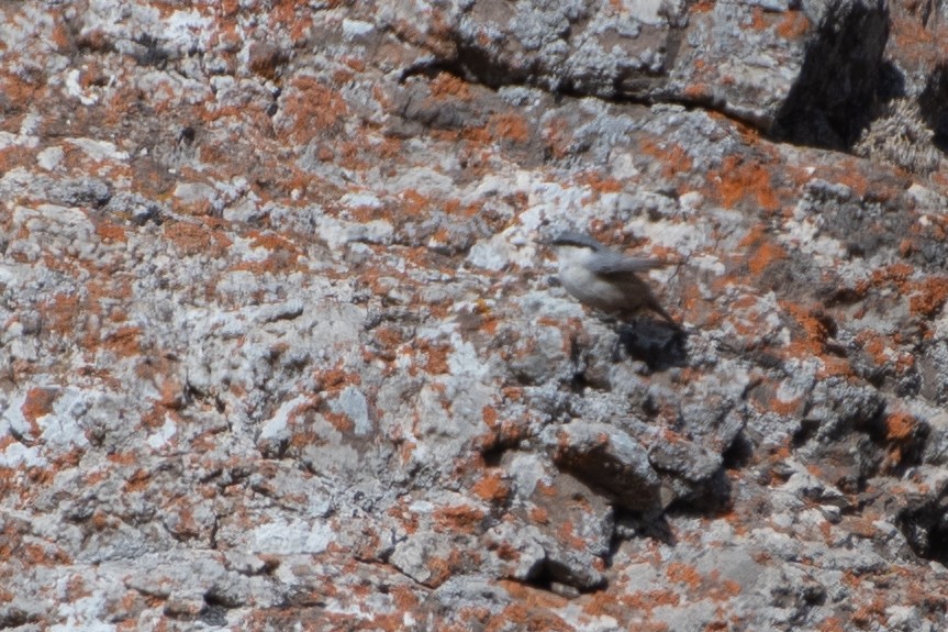 Малый скальный поползень - ML614458888