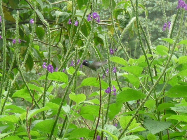 Violet-headed Hummingbird - ML614459154