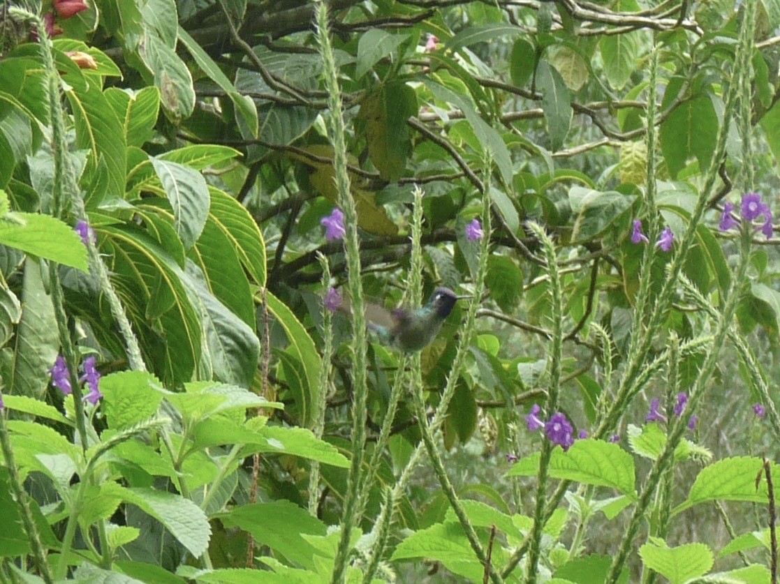 Violet-headed Hummingbird - Ann Monk