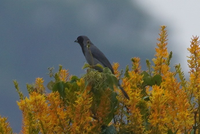 Black-faced Tanager - ML614459901