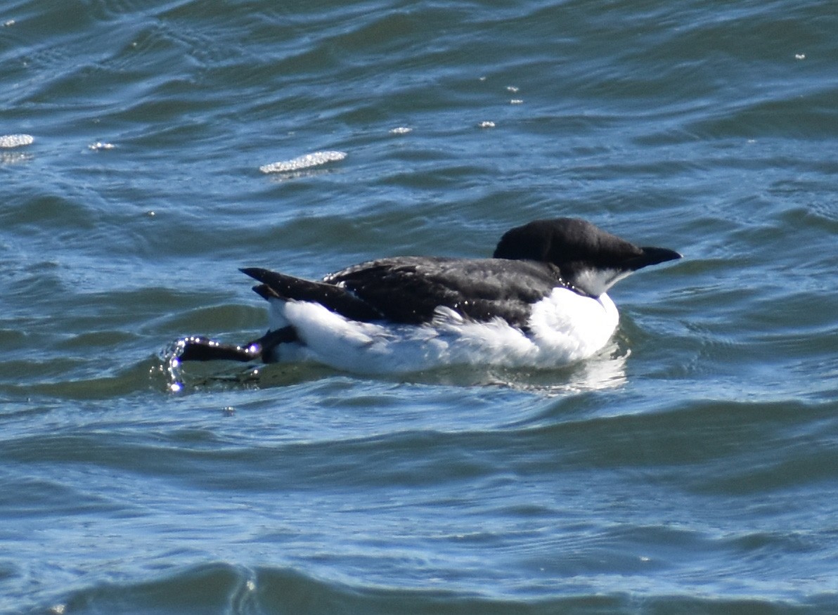 Thick-billed Murre - ML614459985
