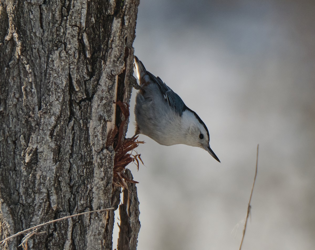 White-breasted Nuthatch - ML614460054