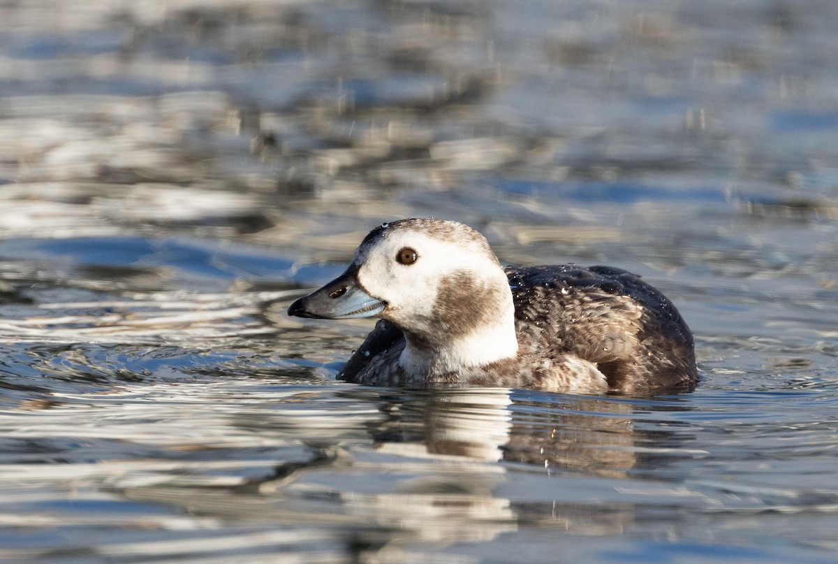 Long-tailed Duck - ML614460154