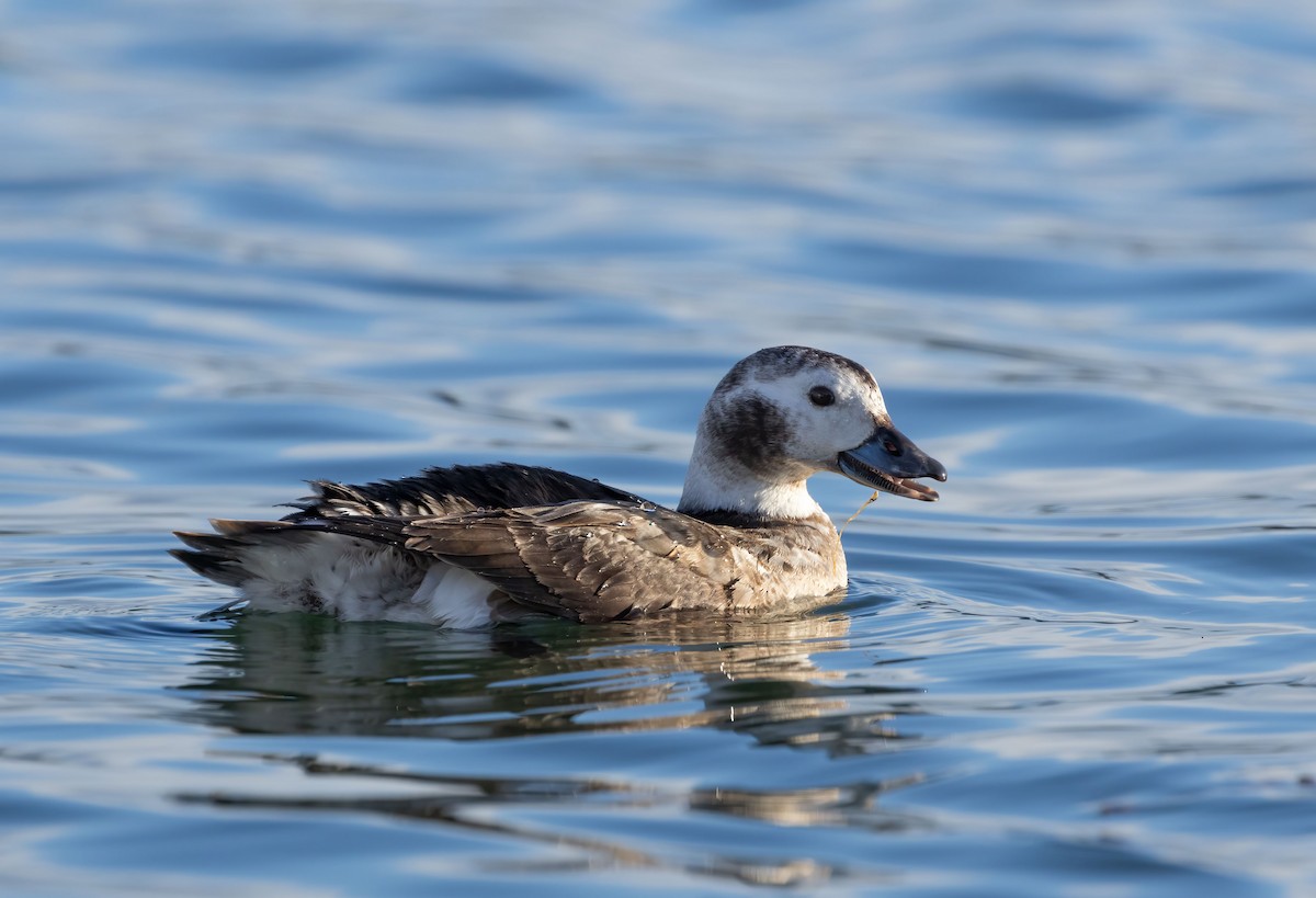 Long-tailed Duck - ML614460155