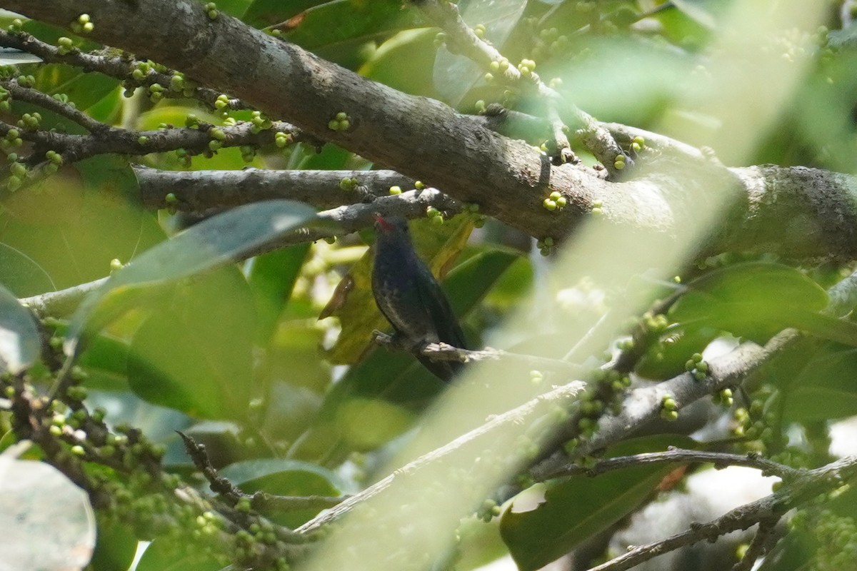 kolibřík safírový - ML614460210