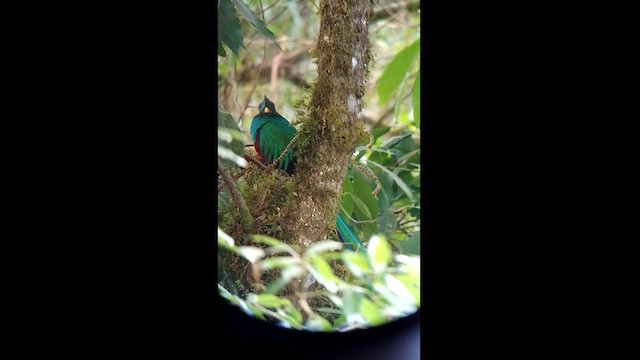 Quetzal Guatemalteco - ML614460480