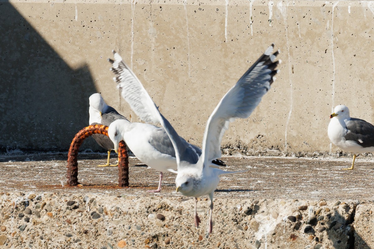 Herring Gull (Vega) - Kasia & Takashi Someya