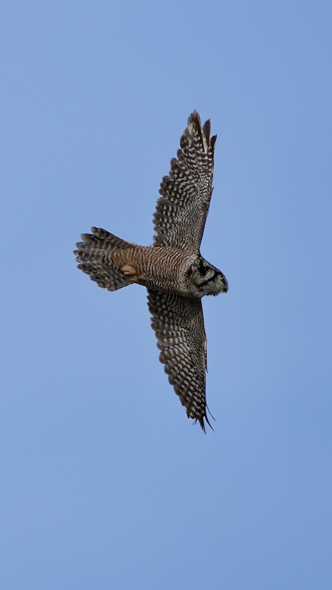 Northern Hawk Owl - ML614461136