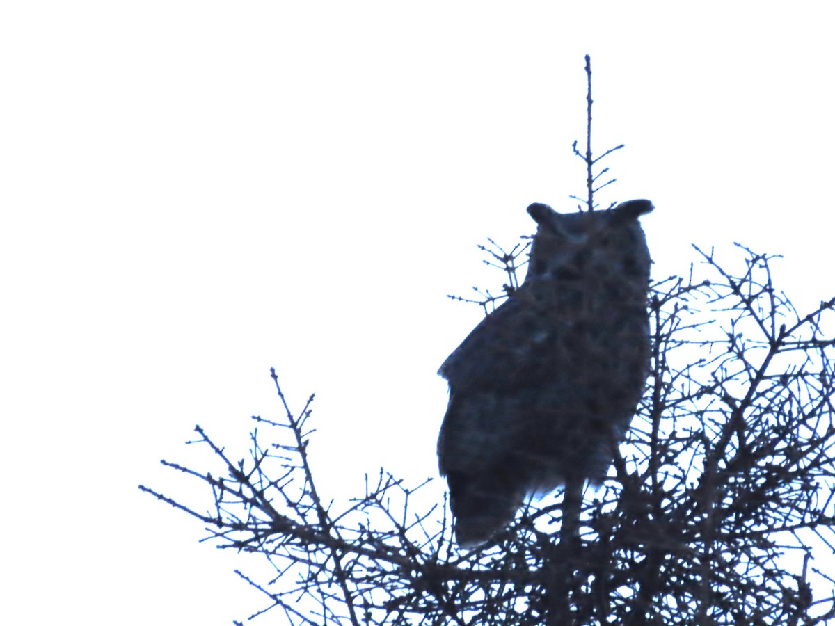 Great Horned Owl - ML614461171