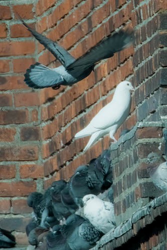 Rock Pigeon (Feral Pigeon) - ML614461209