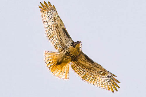 Red-tailed Hawk - ML614461267